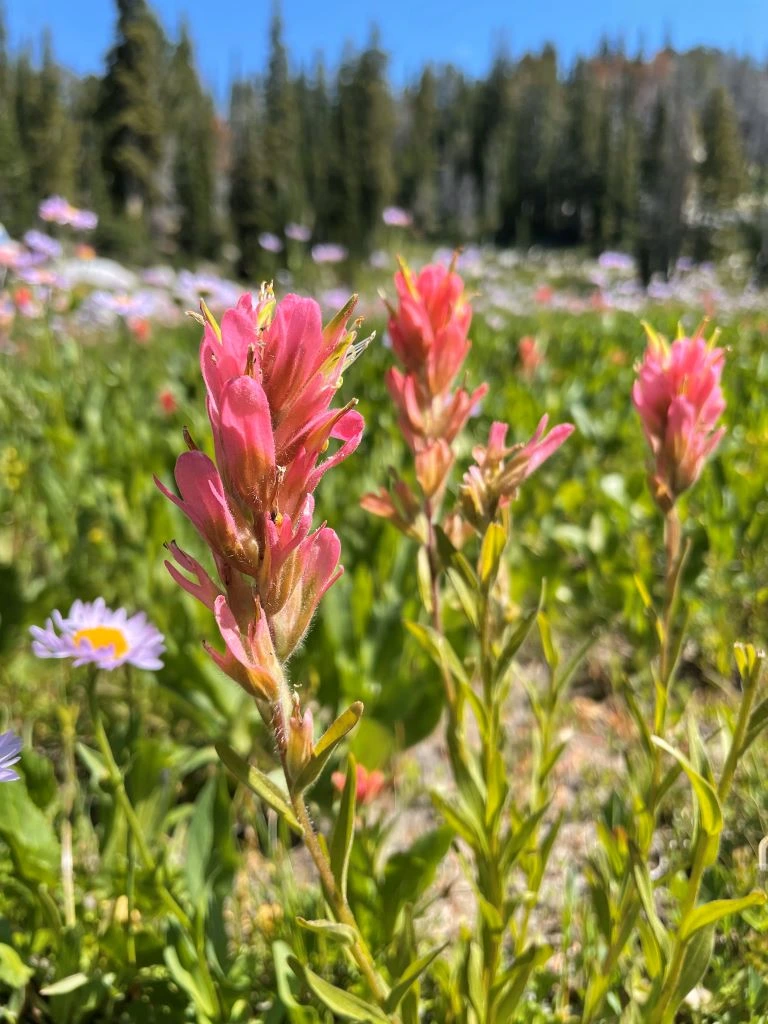 Alpenglow experience view 2