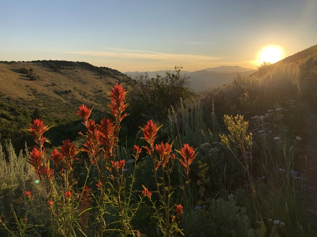 Paintbrush Sunrise