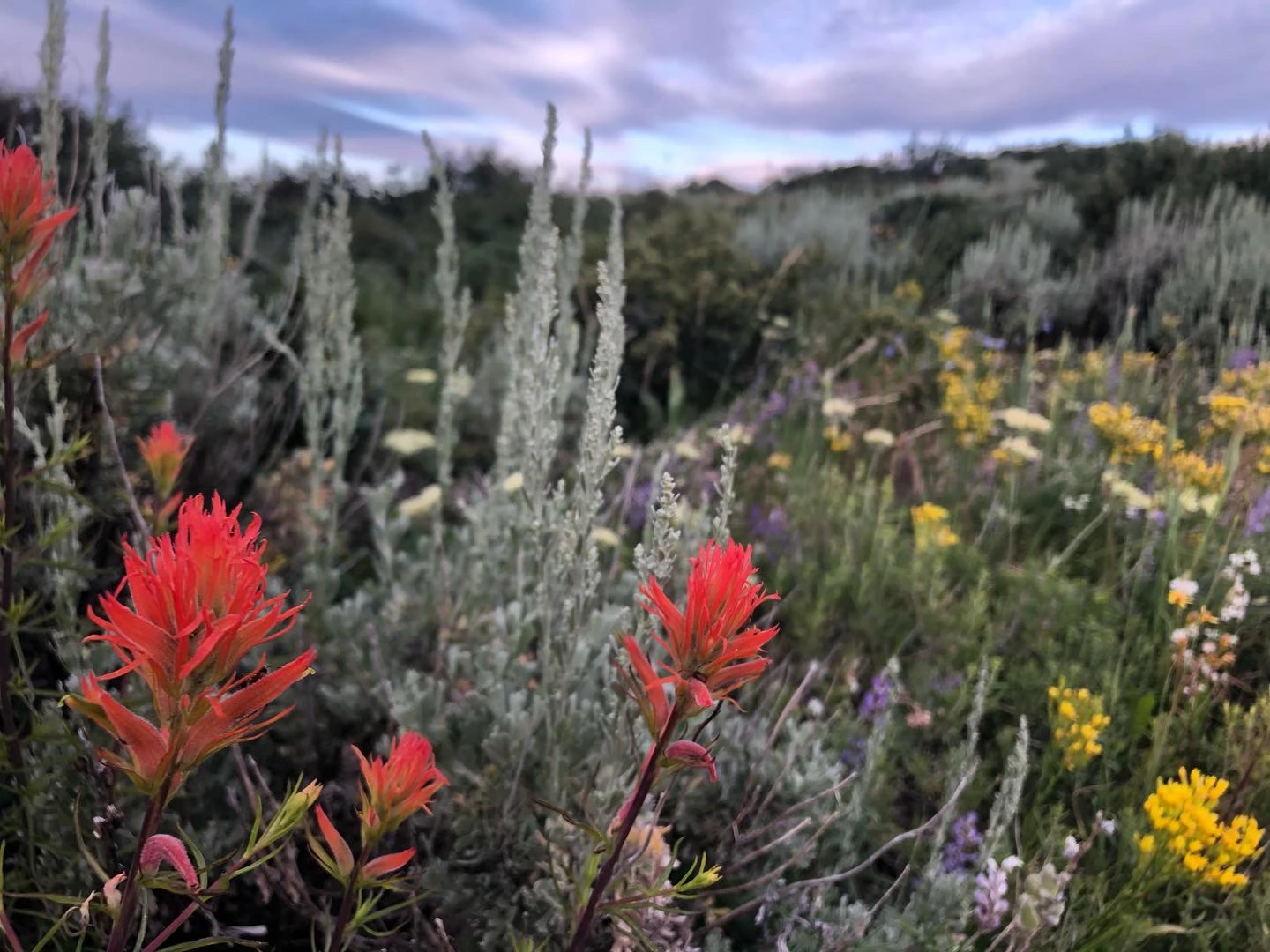 Wildflower Recalibration Day Hiking